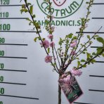 Mandľa trojlaločná (Prunus triloba)  ‘ROSEMUND’ – výška 120-140 cm, kont. C5L - NA KMIENKU